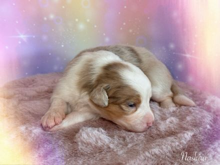 Australian Shepherd Welpen mit ASCA Papiere
