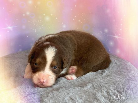 Australian Shepherd Welpen mit ASCA Papiere