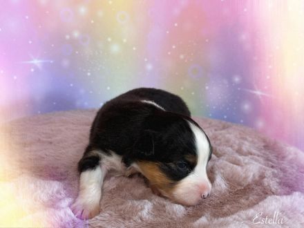 Australian Shepherd Welpen mit ASCA Papiere