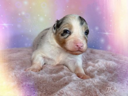 Australian Shepherd Welpen mit ASCA Papiere