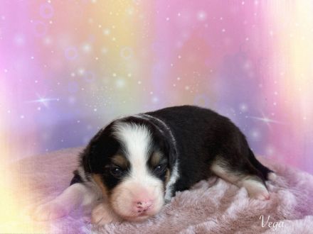 Australian Shepherd Welpen mit ASCA Papiere