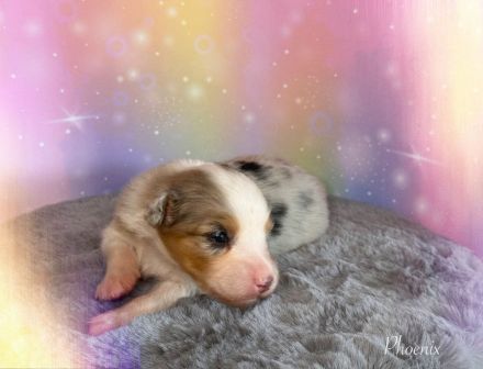 Australian Shepherd Welpen mit ASCA Papiere