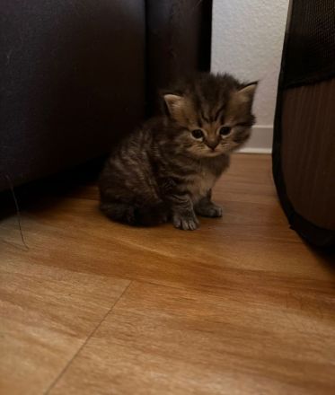 Wunderschöne Glückskitte und weiße Kitte sind noch frei! Perser Kitten \"mit Nase\"