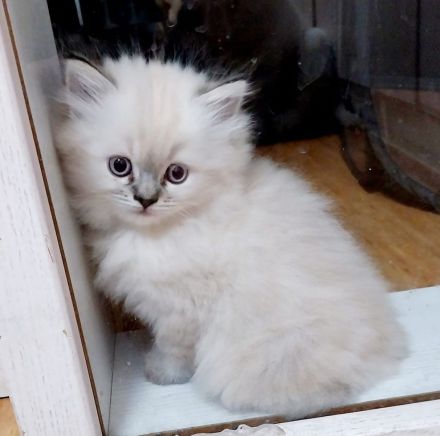 Wunderschöne Glückskitte und weiße Kitte sind noch frei! Perser Kitten \"mit Nase\"