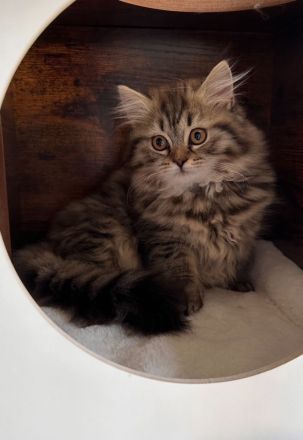 Wunderschöne Glückskitte und weiße Kitte sind noch frei! Perser Kitten \"mit Nase\"