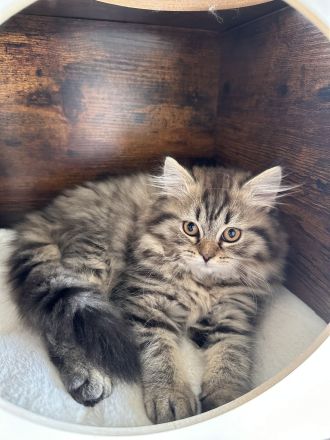 Wunderschöne Glückskitte und weiße Kitte sind noch frei! Perser Kitten \"mit Nase\"