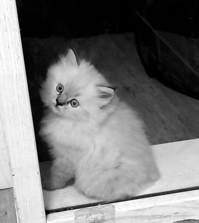 Wunderschöne Glückskitte und weiße Kitte sind noch frei! Perser Kitten \"mit Nase\"