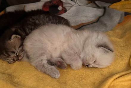 Wunderschöne Glückskitte und weiße Kitte sind noch frei! Perser Kitten \"mit Nase\"