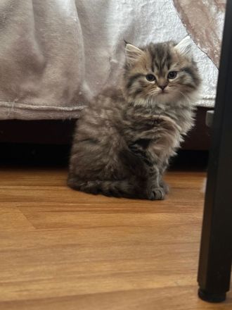 Wunderschöne Glückskitte und weiße Kitte sind noch frei! Perser Kitten \"mit Nase\"