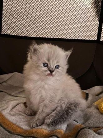 Wunderschöne Glückskitte und weiße Kitte sind noch frei! Perser Kitten \"mit Nase\"