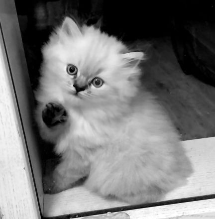 Wunderschöne Glückskitte und weiße Kitte sind noch frei! Perser Kitten \"mit Nase\"