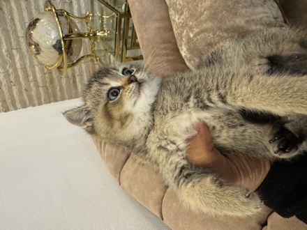 BKH kitten 8 Wochen alt