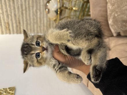 BKH kitten 8 Wochen alt