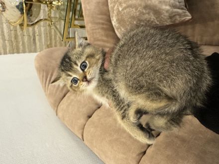 BKH kitten 8 Wochen alt