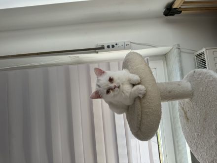 Weiße Katze Mutter und Tochter