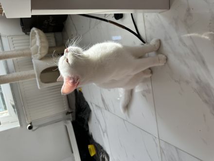 Weiße Katze Mutter und Tochter