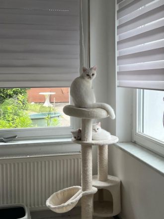 Weiße Katze Mutter und Tochter