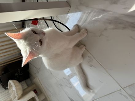 Weiße Katze Mutter und Tochter