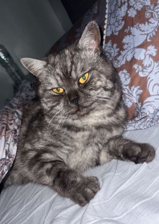 Liebevoller Britisch Longhair Kater sucht ein neues Zuhause