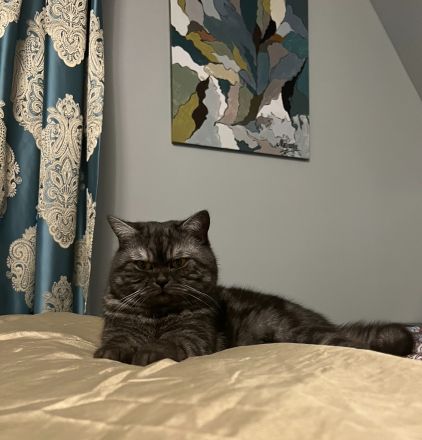 Liebevoller Britisch Longhair Kater sucht ein neues Zuhause