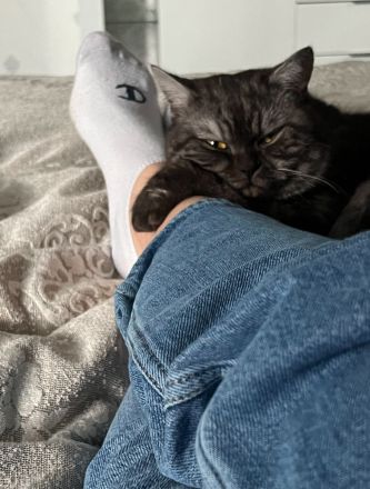 Liebevoller Britisch Longhair Kater sucht ein neues Zuhause