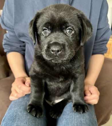 Reinrassige Labrador-Welpen (m/w) 8 Wochen alt in gute Hände abzugeben