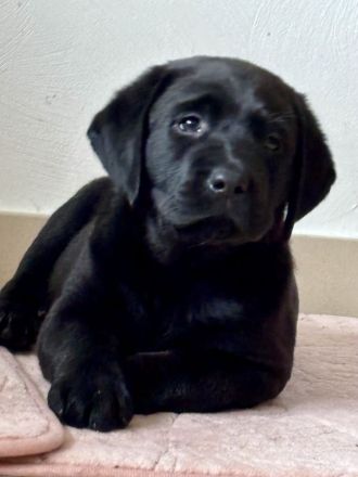 Reinrassige Labrador-Welpen (m/w) 8 Wochen alt in gute Hände abzugeben