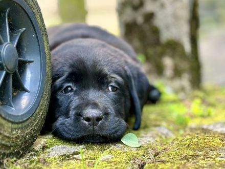 Reinrassige Labrador-Welpen (m/w) 8 Wochen alt in gute Hände abzugeben
