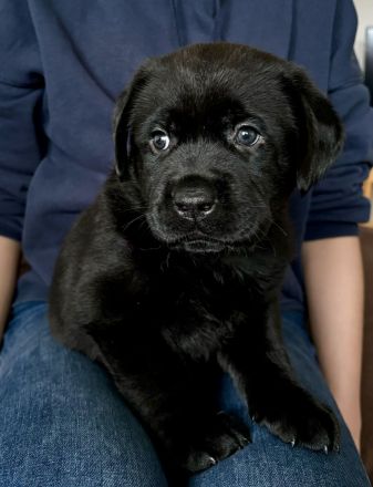 Reinrassige Labrador-Welpen (m/w) 8 Wochen alt in gute Hände abzugeben