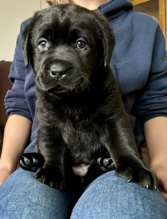 Reinrassige Labrador-Welpen (m/w) 8 Wochen alt in gute Hände abzugeben