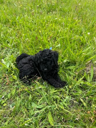 Toypudel - Zwergpudel Pudel Welpen