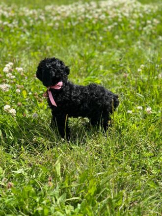 Toypudel - Zwergpudel Pudel Welpen