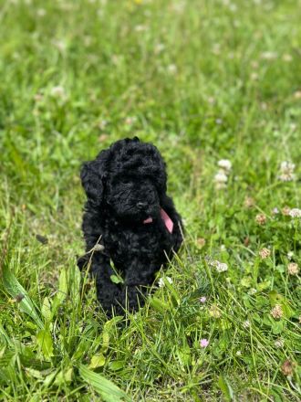 Toypudel - Zwergpudel Pudel Welpen