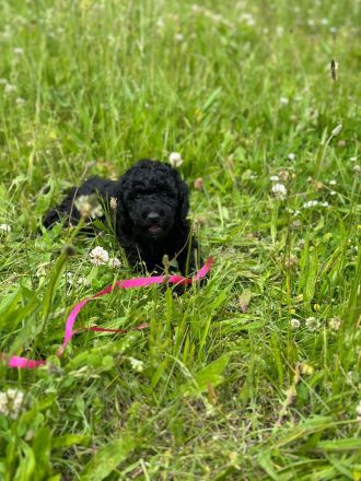 Toypudel - Zwergpudel Pudel Welpen