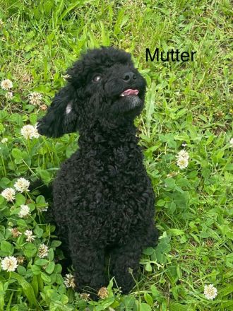 Toypudel - Zwergpudel Pudel Welpen