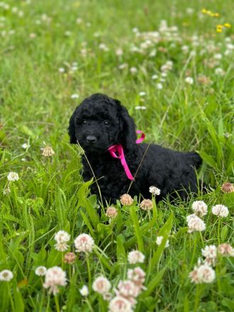 Toypudel - Zwergpudel Pudel Welpen