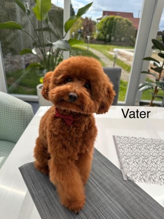 Toypudel - Zwergpudel Pudel Welpen