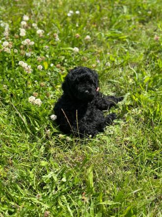 Toypudel - Zwergpudel Pudel Welpen