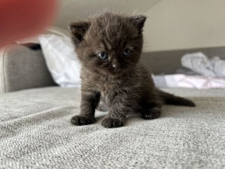 BKH/Perser kitten