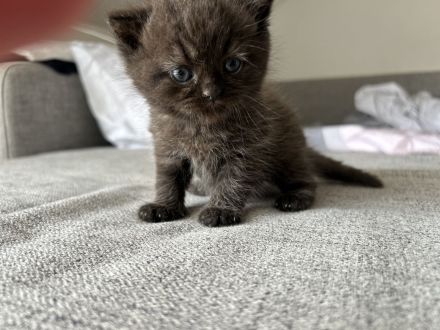 BKH/Perser kitten
