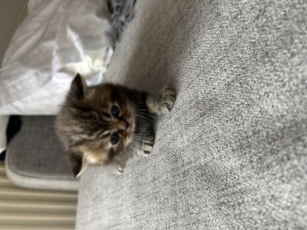 BKH/Perser kitten