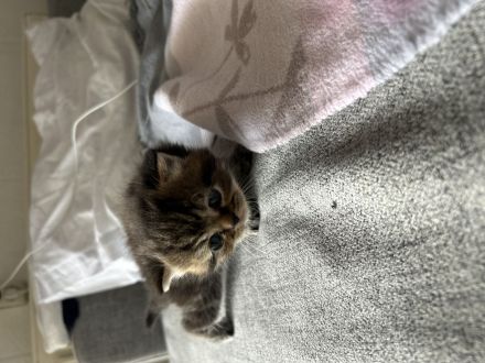 BKH/Perser kitten
