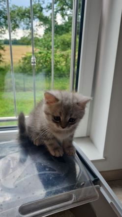Reinrassige BKH Kitten