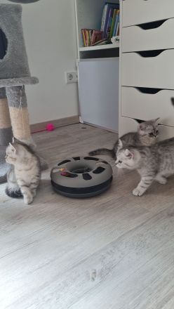 Reinrassige BKH Kitten