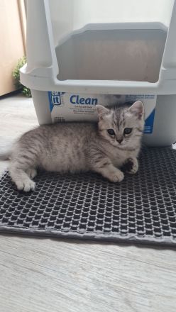 Reinrassige BKH Kitten