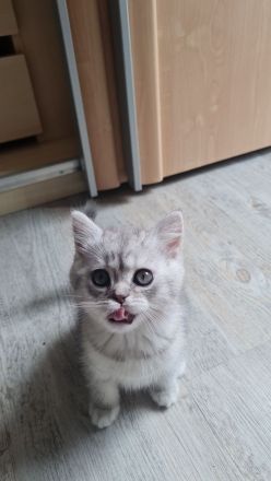 Reinrassige BKH Kitten