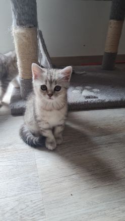 Reinrassige BKH Kitten