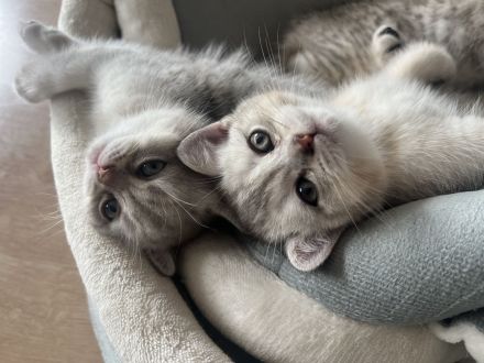 Britisch Kurzhaar Kitties suchen liebevolles Zuhause