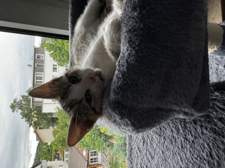 3 EKH Kitten suchen ein Zuhause