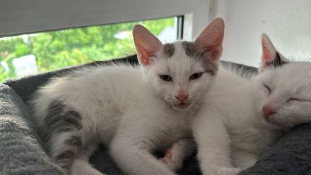 3 EKH Kitten suchen ein Zuhause